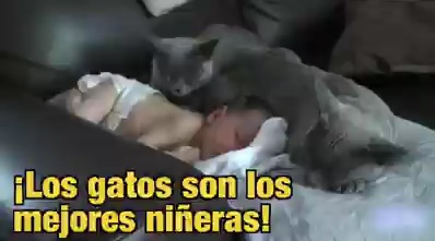 gatos_y_bebes